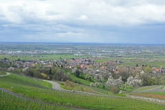 1.-Etappe-Blick-in-die-Rheinebene-bei-Neuweier