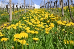 2.-Etappe-Fruehling-im-Weinberg