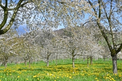 2.-Etappe-Kirschbluete