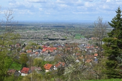 2.-Etappe-Obstbaumbluete-bei-Neusatz