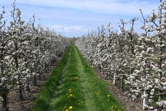 3.-Etappe-Hier-waechst-der-naechste-Willi