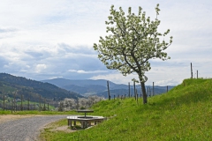 3.-Etappe-Rastplatz-bei-Oberkirch