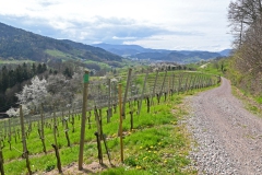 3.-Etappe-Weinberg-bei-Oberkirch