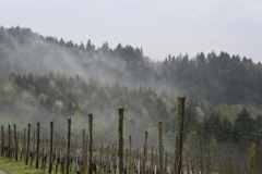 4.-Etappe-Nebelschwaden