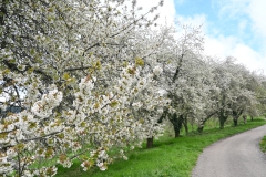 5.-Etappe-Kirschbluete-bei-Ohlsbach