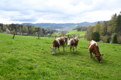 5.-Etappe-Original-Schwarzwald